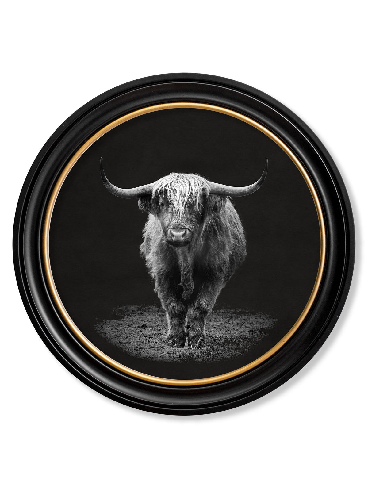 Highland Cow photographic print in the 70 cm Oxford Round frame